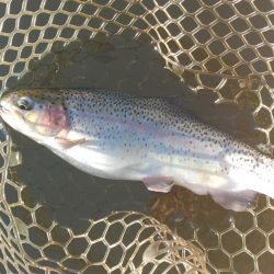 大安トラウトレイク釣果